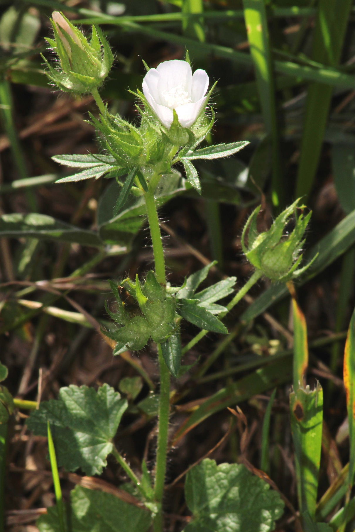 Althaea hirsuta / Altea ispida